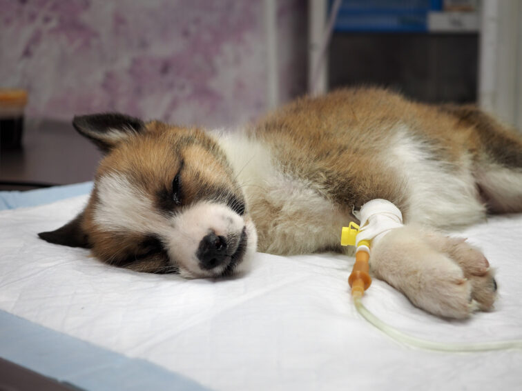 Canine Parvovirus (Parvo)